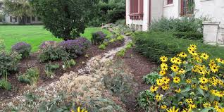 Designing the Rain Garden